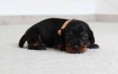 /album/fotogalerie-vrhu-i/i-litter-3-weeks-indiana-008-jpg/